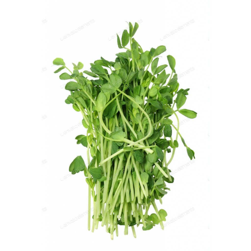 Alfalfa – Snow – Peas – Shoot – Magic Mango